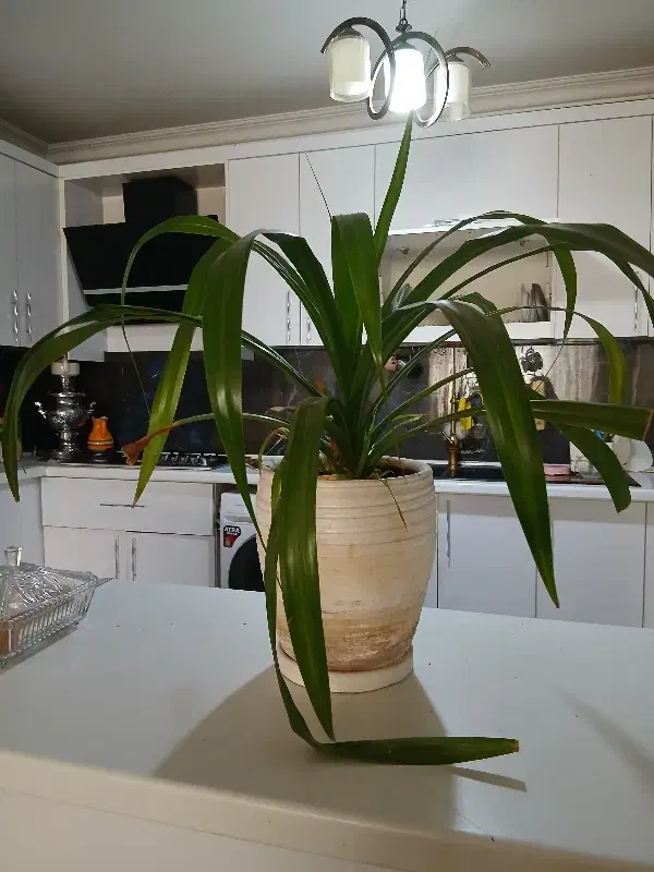 گل وگلدون|گل و گیاه طبیعی|مشهد, امیریه|دیوار