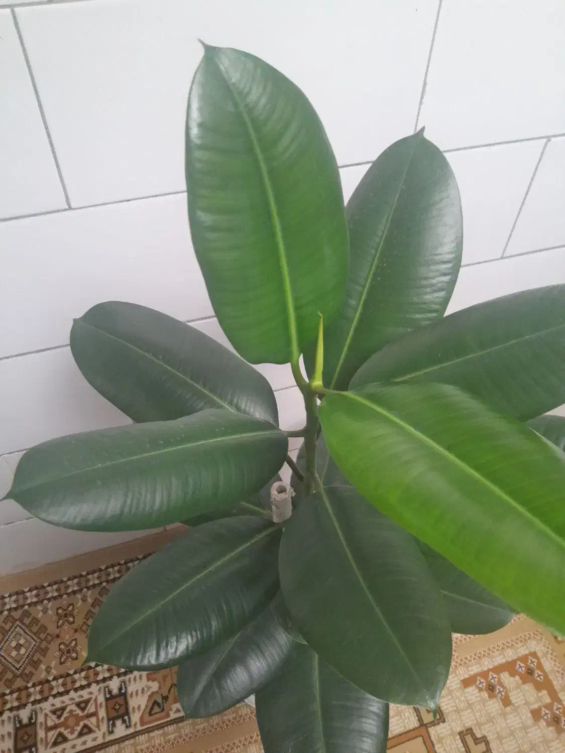 گل طبیعی|گل و گیاه طبیعی|لاران, |دیوار