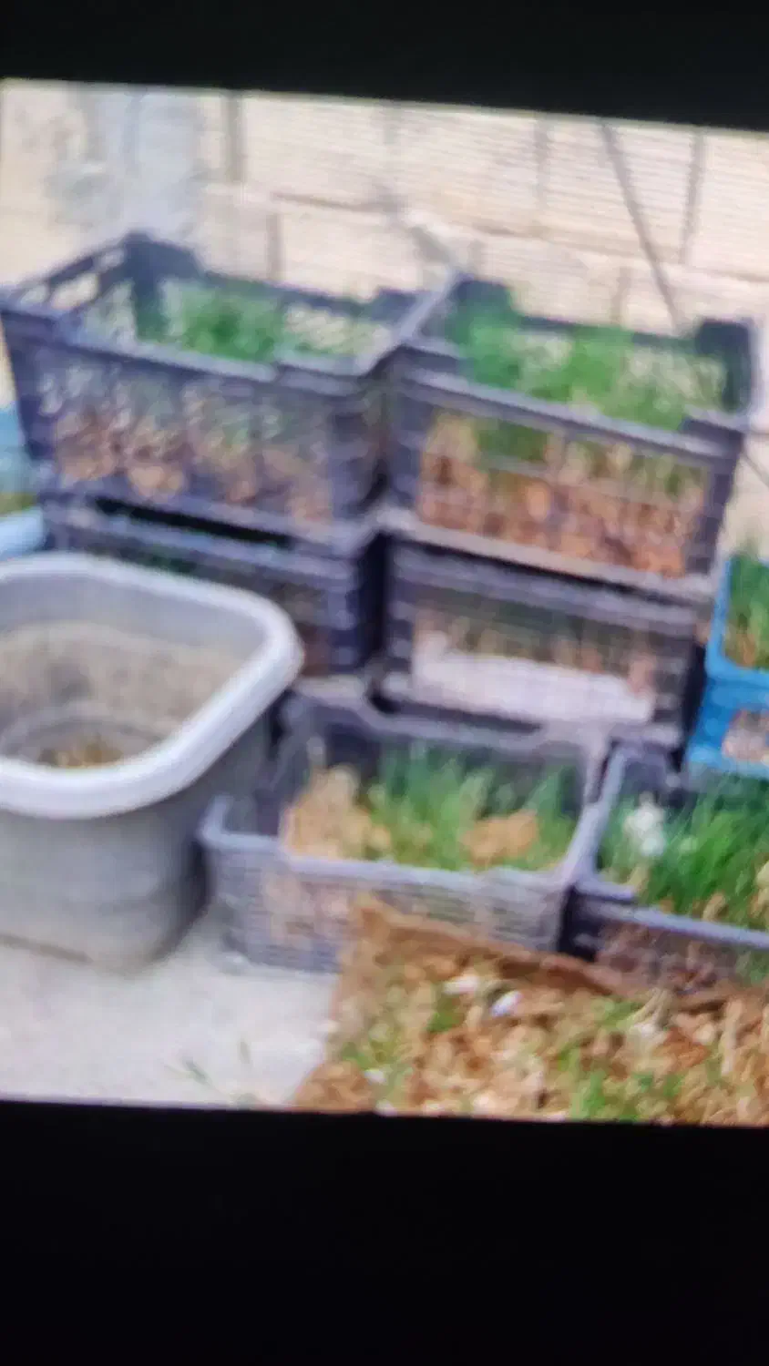 پیاززعفران|خدمات باغبانی و درختکاری|پاکدشت, پاکدشت (مامازند)|دیوار