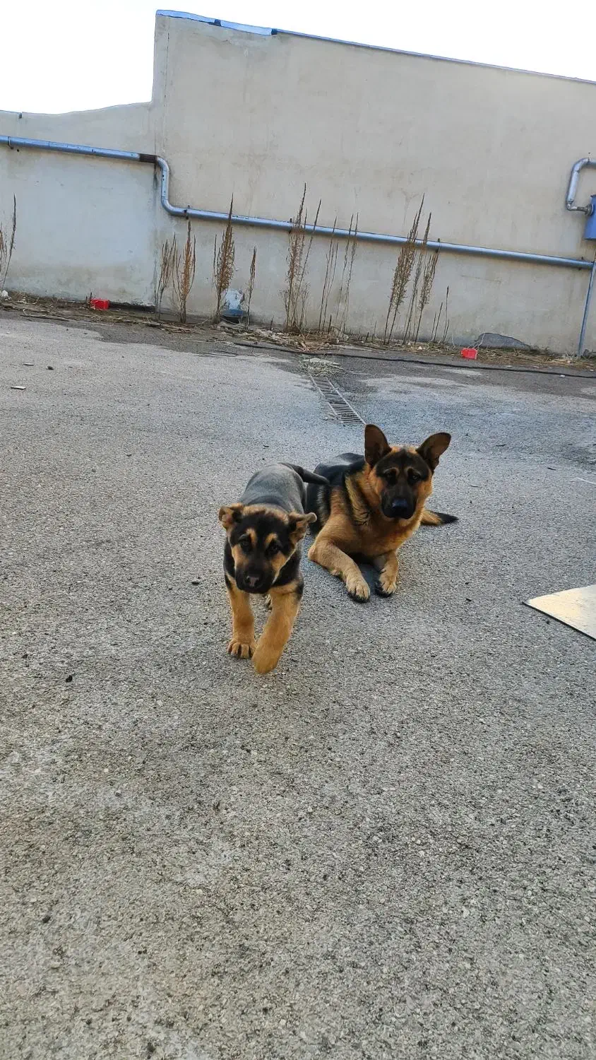 سگ ژرمن|سگ|اردبیل, |دیوار