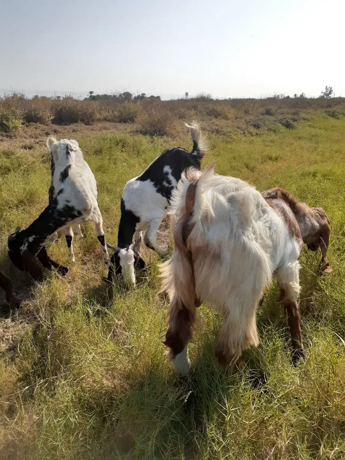 بزشیک افغانیاصل|حیوانات مزرعه|خرمشهر, |دیوار