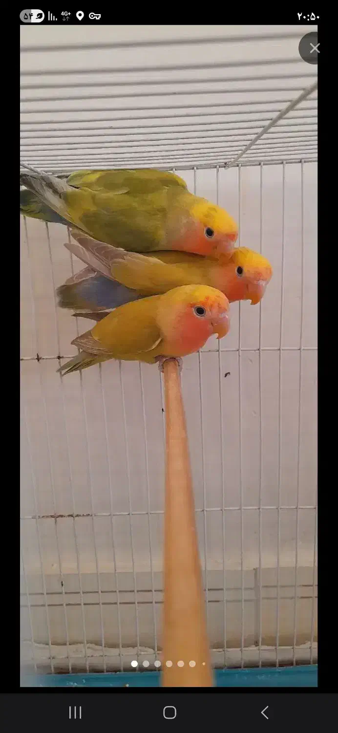 طوطی برزیلی اوپال|پرنده|پاکدشت, پاکدشت (مامازند)|دیوار