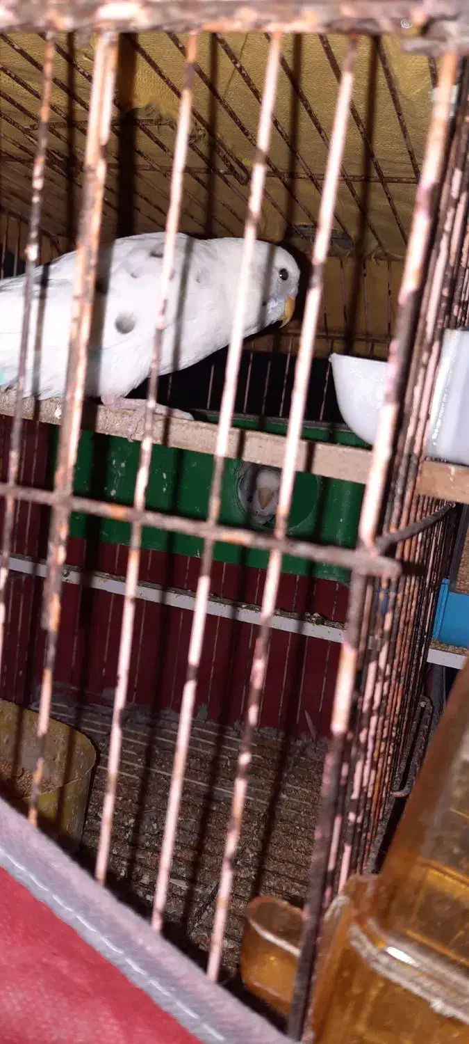 مرغ عشق|پرنده|اردبیل, |دیوار