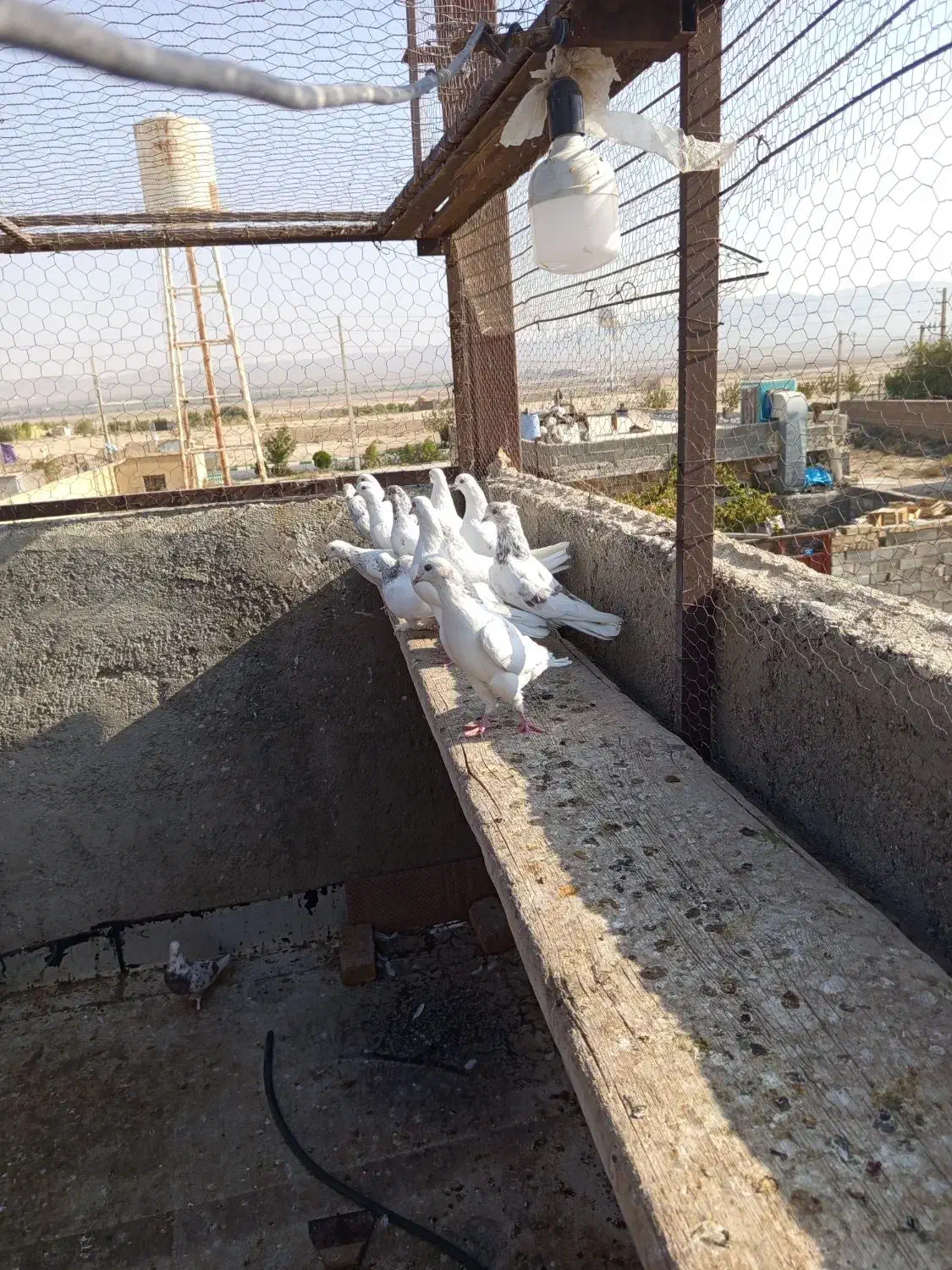 کفتر|پرنده|فشاپویه, |دیوار