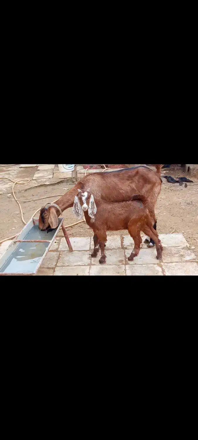 یک عده بز مطفل سالم وسرحال|حیوانات مزرعه|سوسنگرد, |دیوار