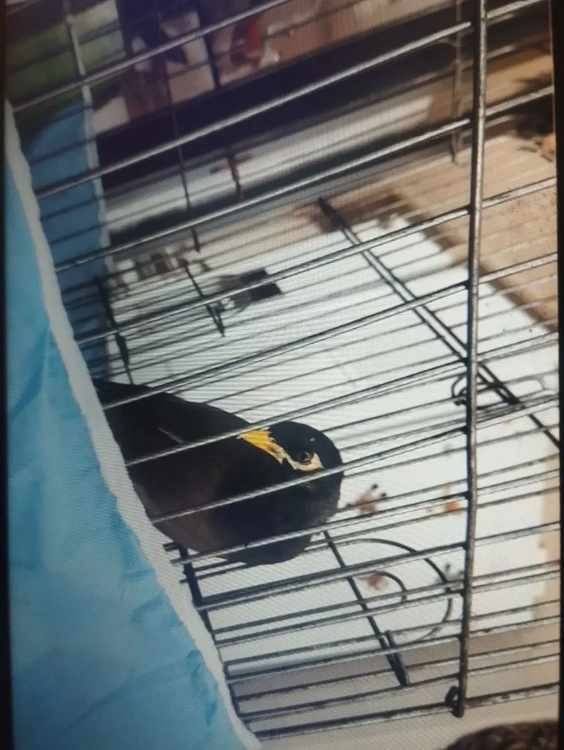 مرغ مینا|پرنده|کرمانشاه, |دیوار