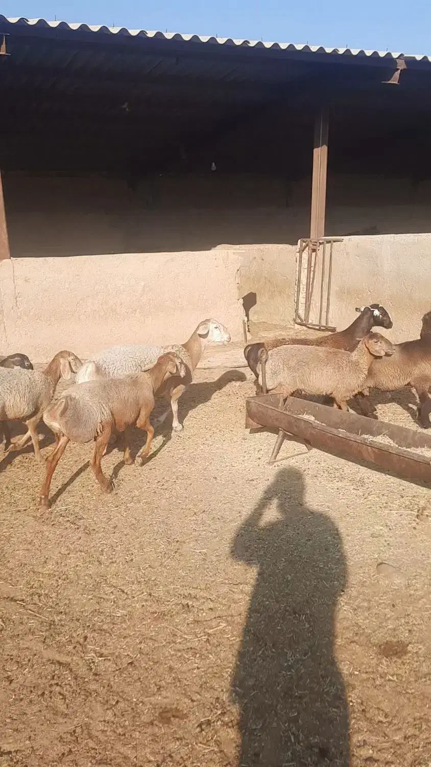 فروش بره چینی نر و ماده بصورت تکی|حیوانات مزرعه|کنار تخته و کمار, |دیوار