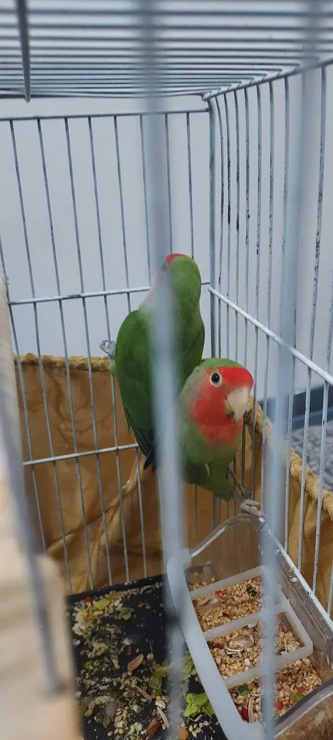 یک جفت طوطی سرحال زرنگ|پرنده|گلستان (تهران), |دیوار