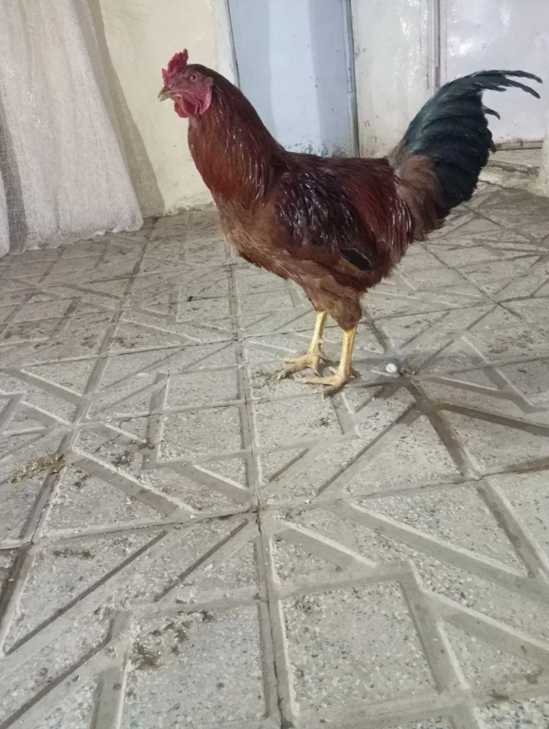 ۱۰۰۰۰۰۰|حیوانات مزرعه|سنندج, |دیوار