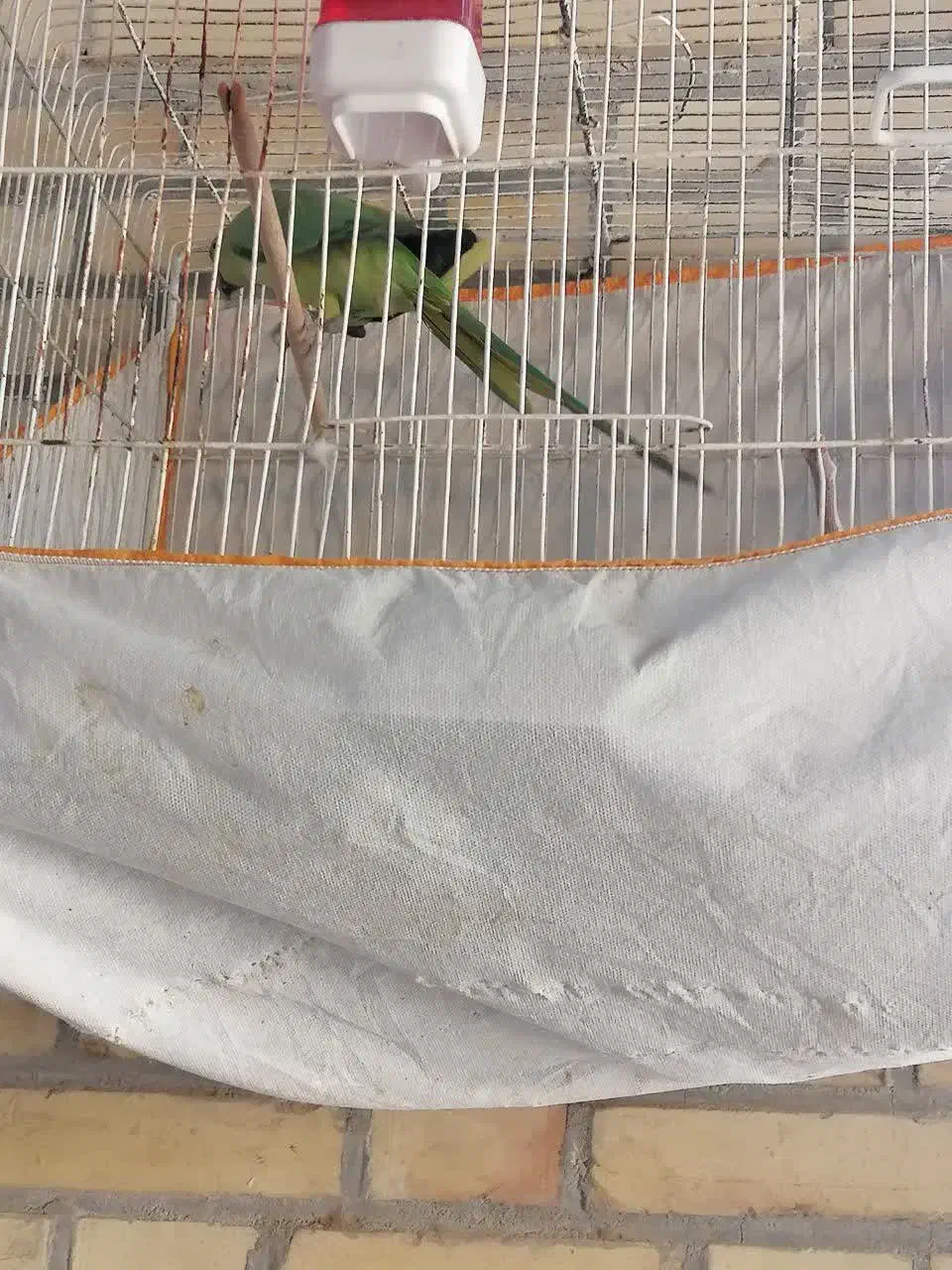 طوطی|پرنده|میبد, |دیوار