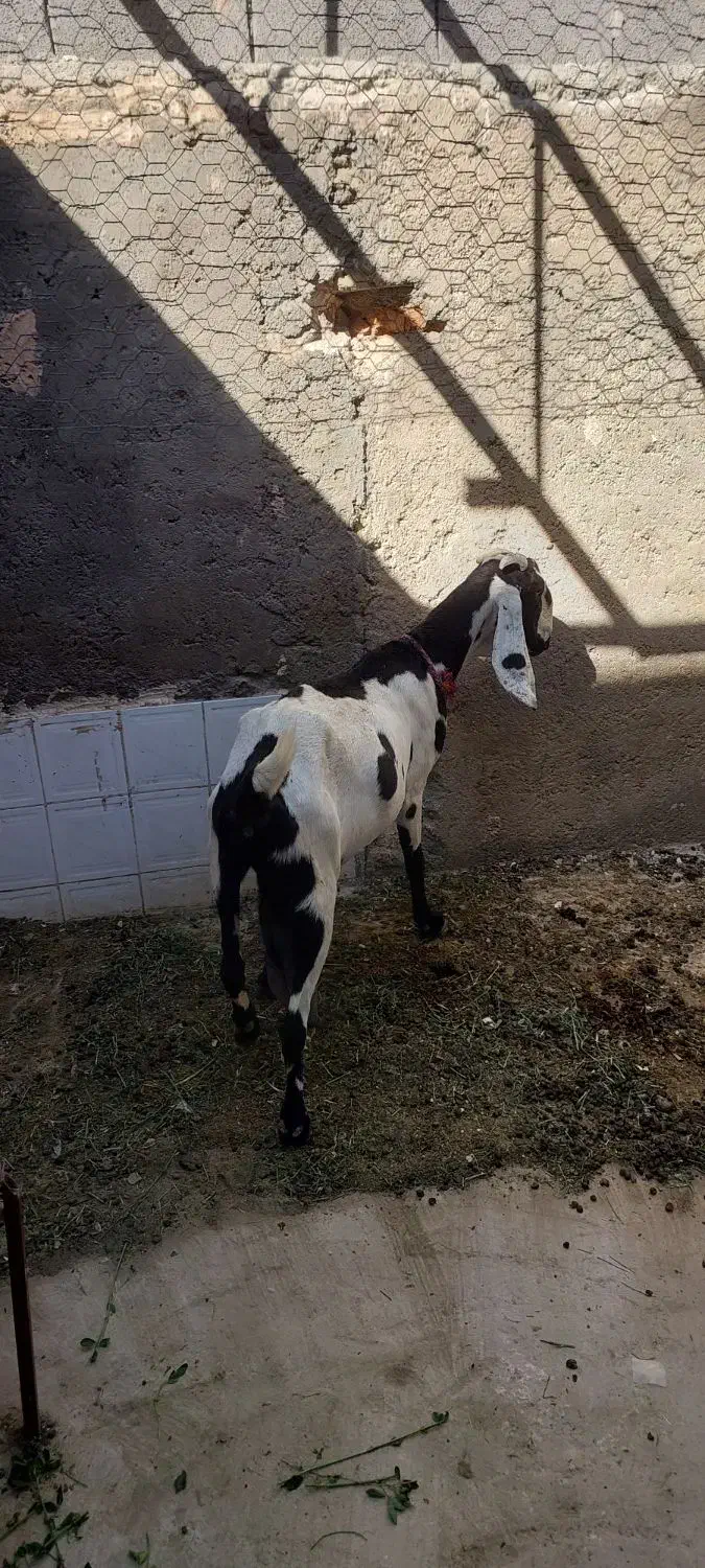 بز پنجاپ|حیوانات مزرعه|ایرانشهر, |دیوار