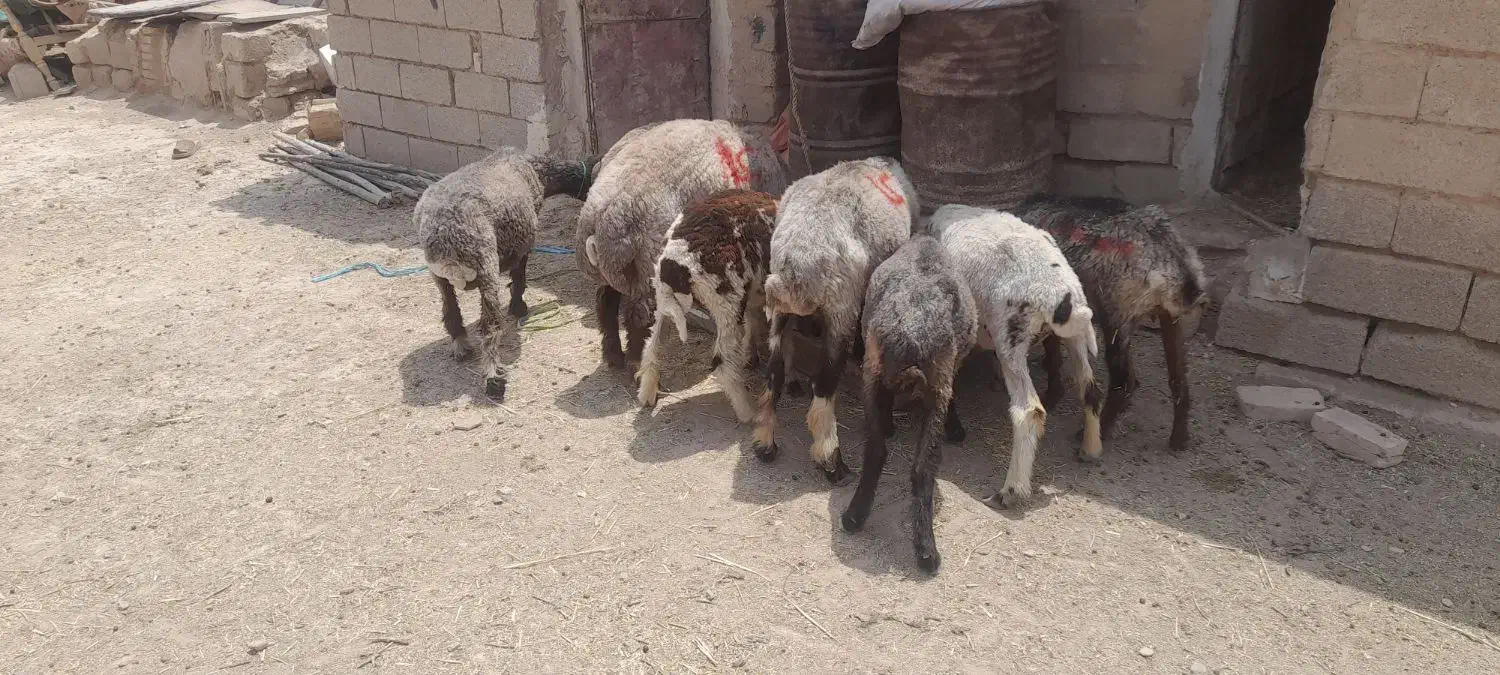 معاوضه ای گوسفندوبز باهرچیزی که هم قیمتشون باشه|حیوانات مزرعه|رامشیر, |دیوار