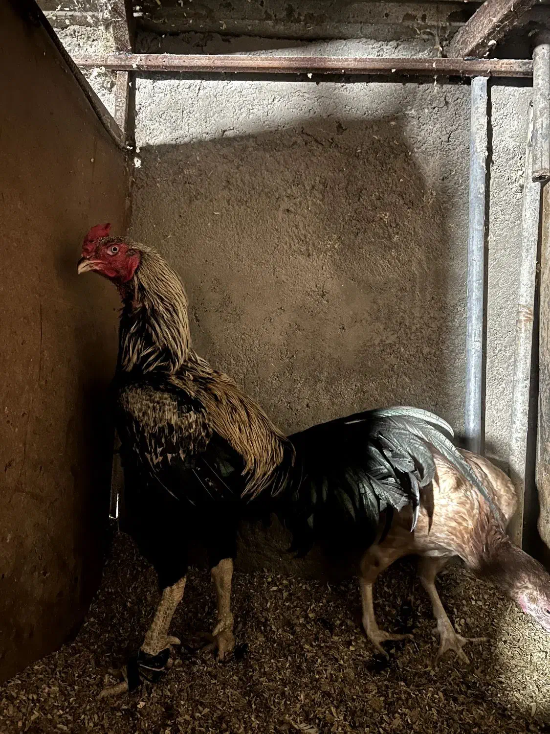 خروس لاری با اصالت|حیوانات مزرعه|قائم‌شهر, |دیوار