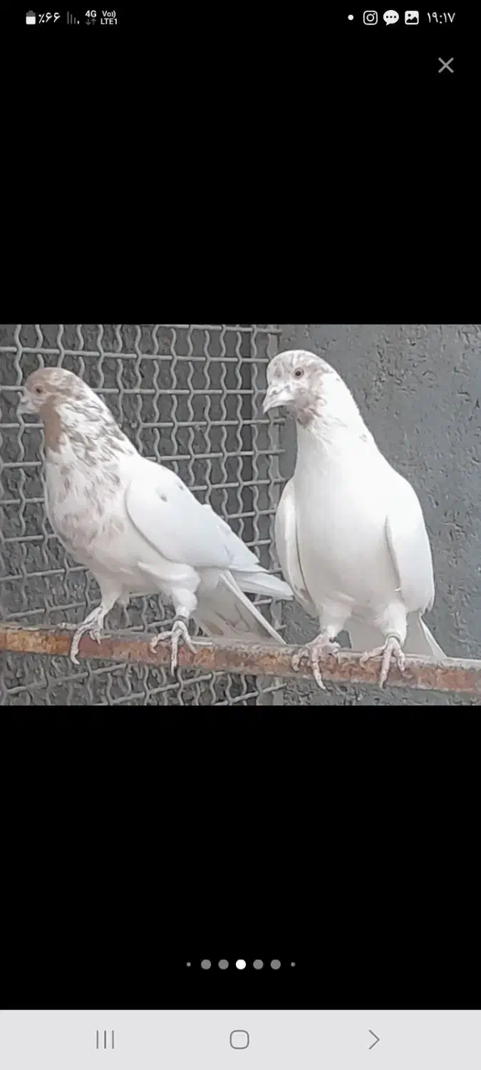 تعدادی کبوتر پرشی|پرنده|قم, باغ اشرافی|دیوار