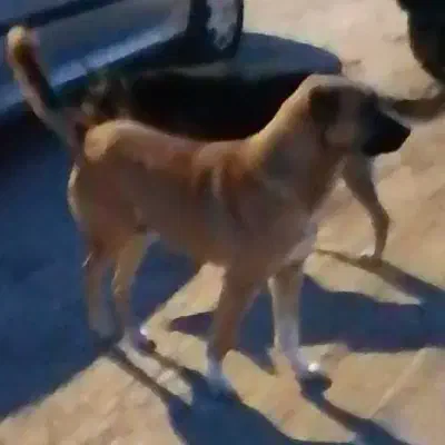 سگ گله|سگ|سلطانیه, |دیوار