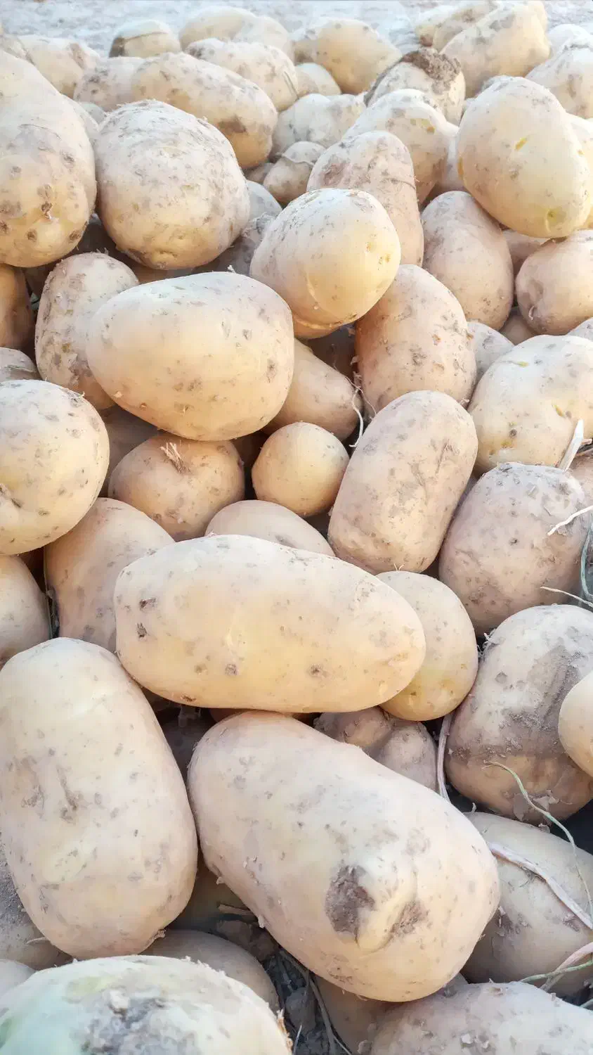 سیب زمینی|عمده‌فروشی|چنارود, |دیوار