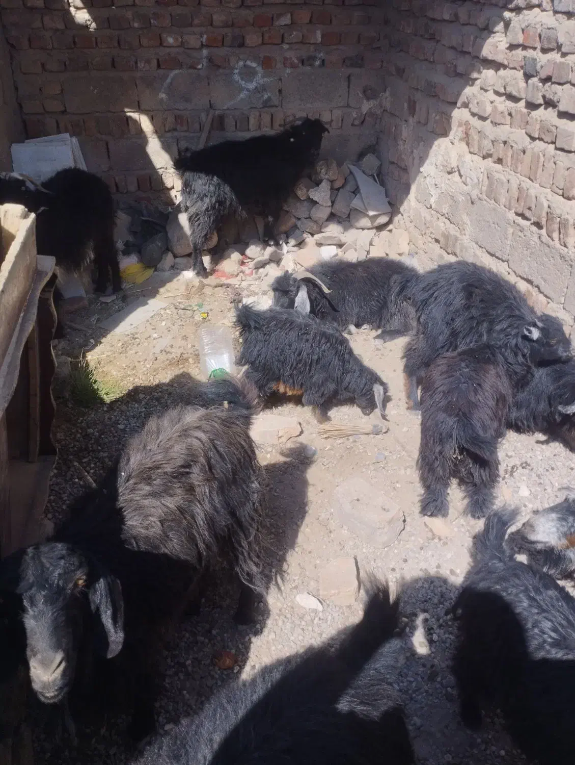 گوسفند فروشی|حیوانات مزرعه|خاش, |دیوار