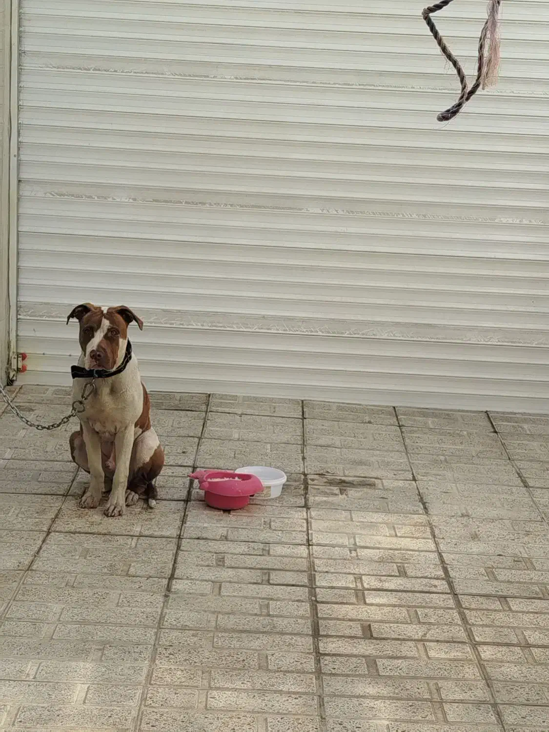 گمشده|حیوانات|کرمانشاه, |دیوار