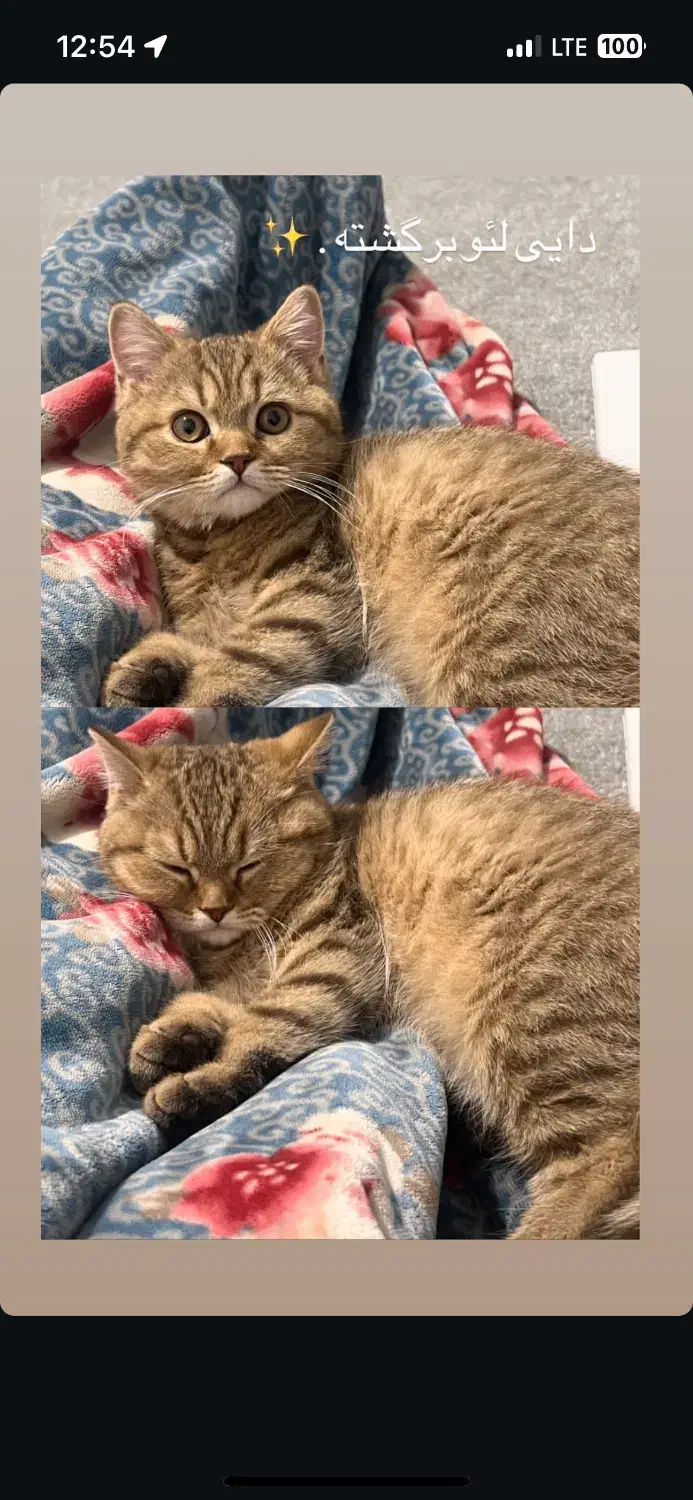 گربه|گربه|امیدیه, |دیوار