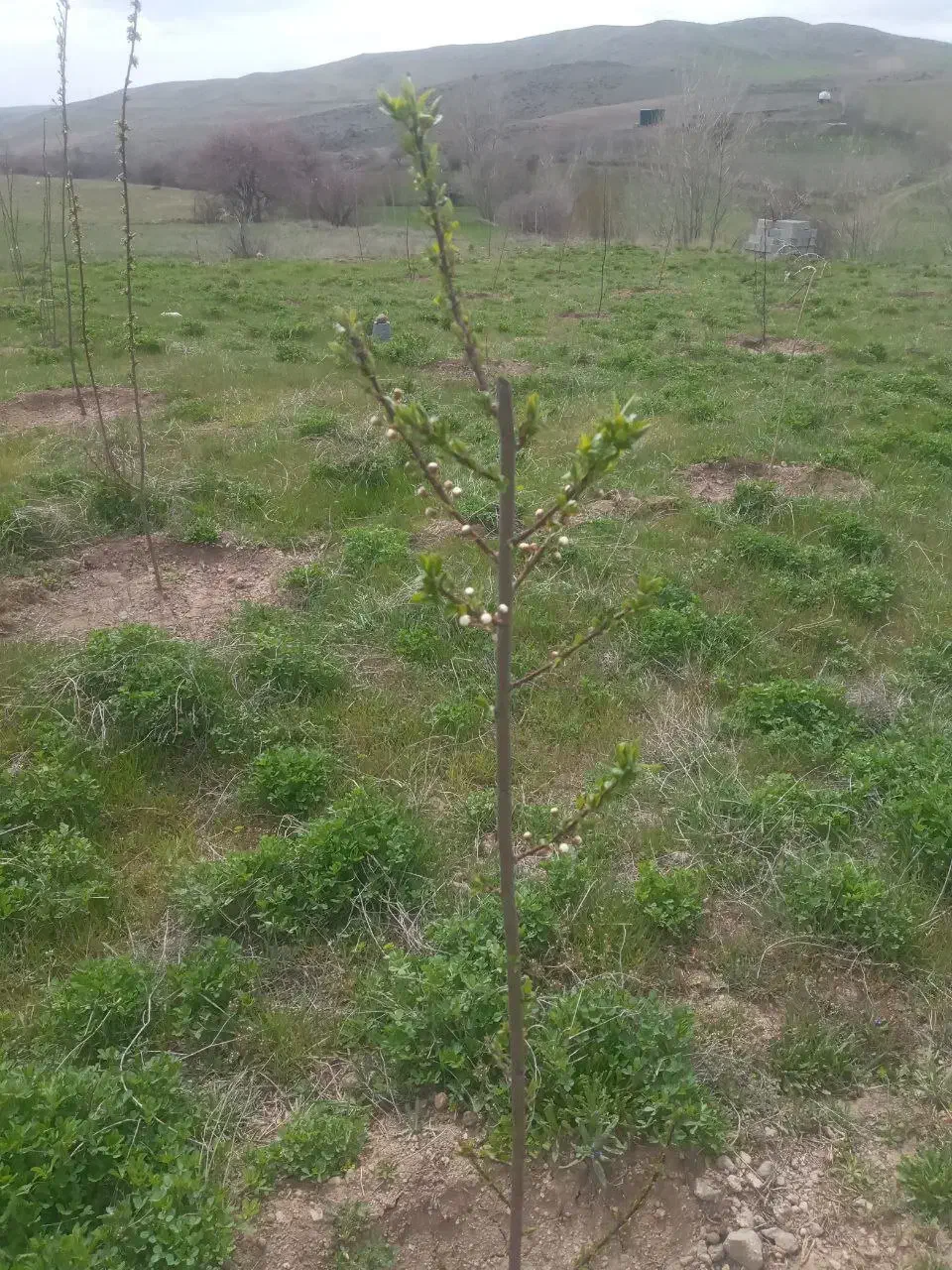 فروش باغ بر جاده میرزانق|فروش زمین و ملک کلنگی|عنبران, |دیوار
