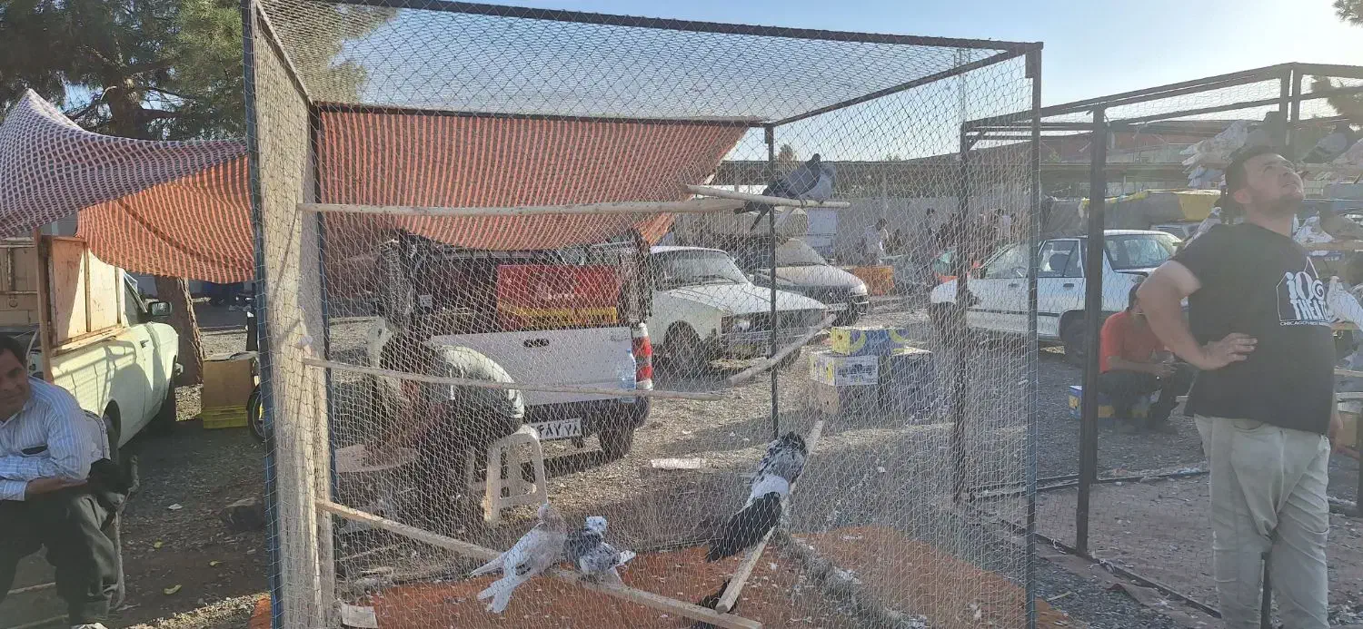 گنجه و تور کبوتر|پرنده|تهران, کوی بیمه|دیوار