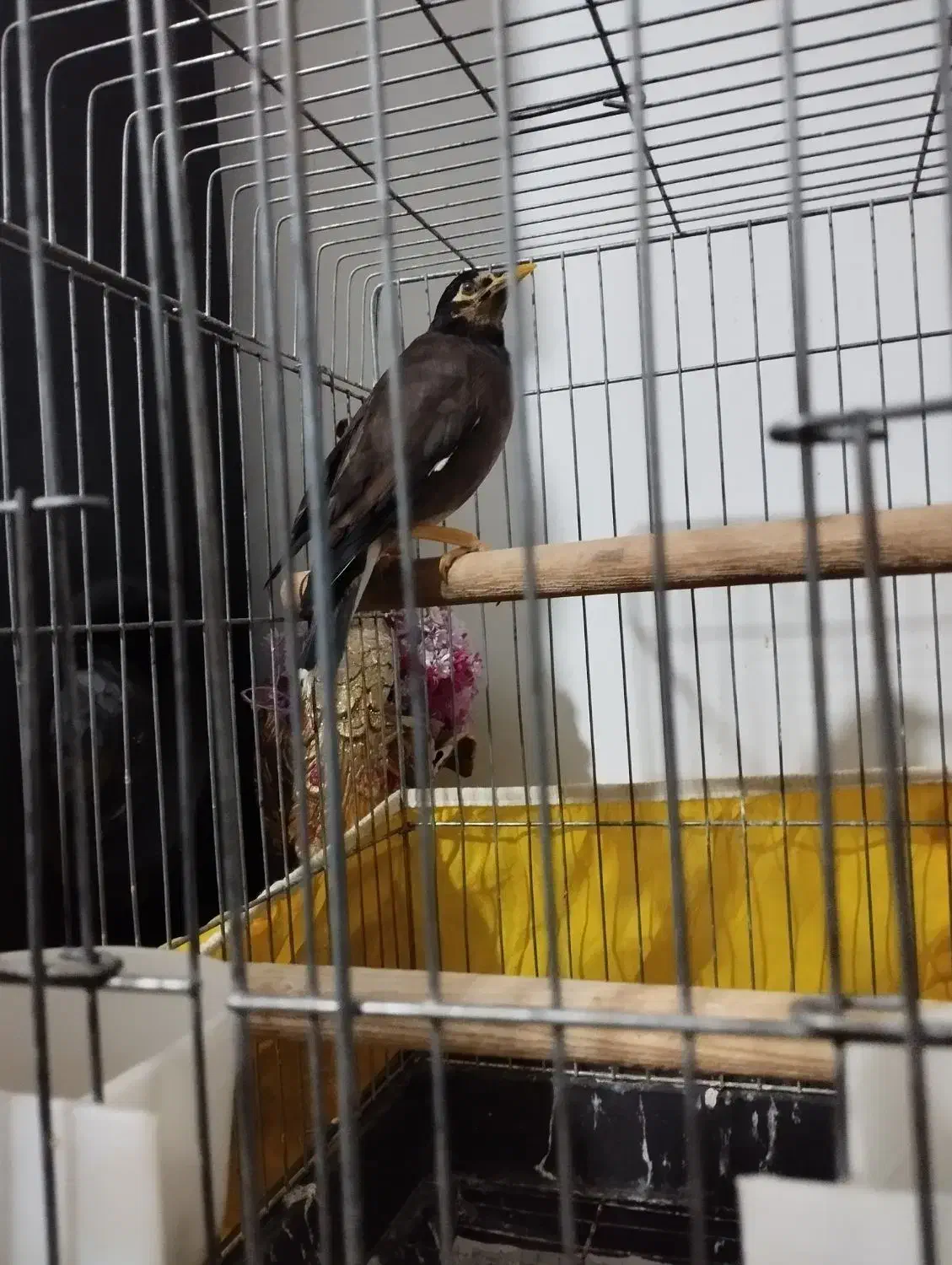 مینا سخنگو|پرنده|پاکدشت, پاکدشت (مامازند)|دیوار