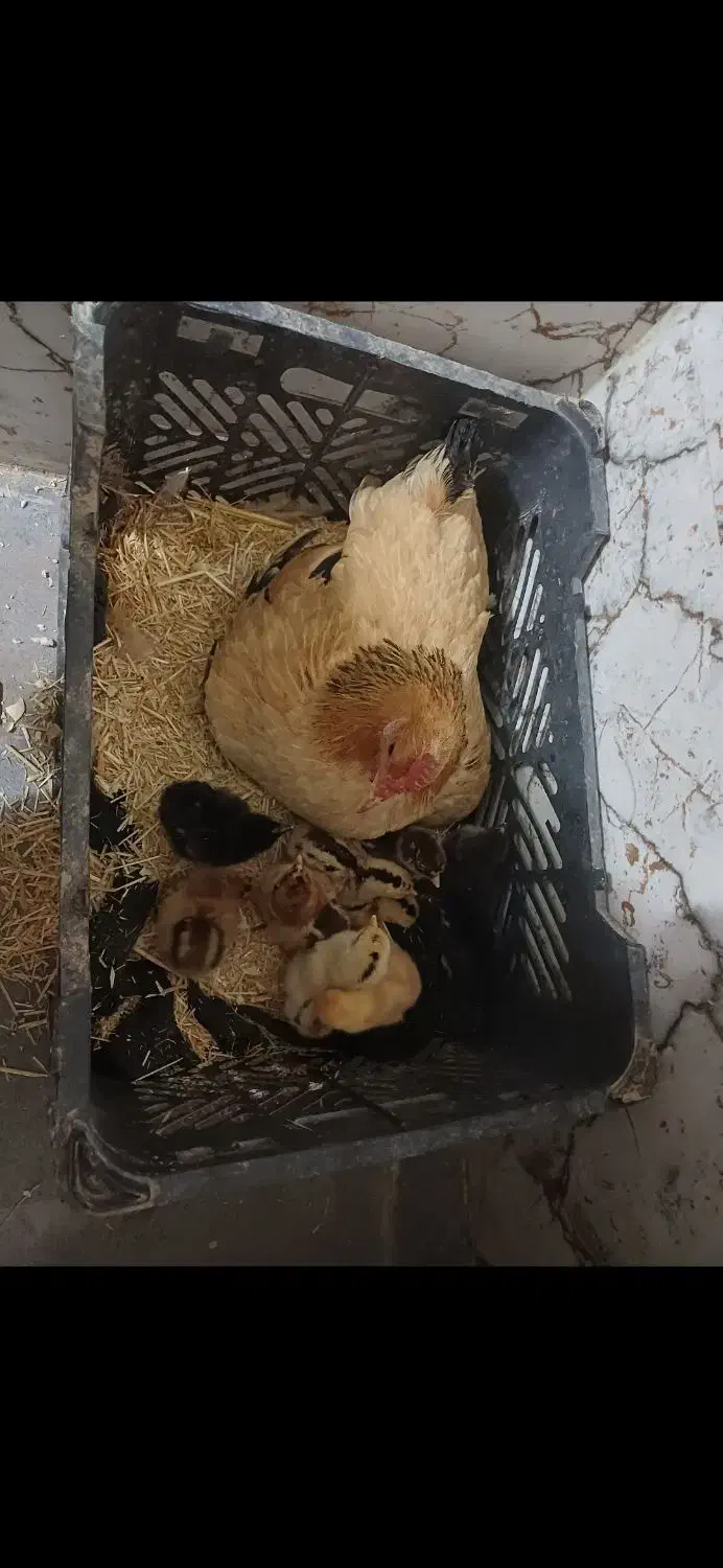 فروش ومعاوضه مرغ محلی عشایری|حیوانات مزرعه|شیراز, کرونی(خاتونک)|دیوار