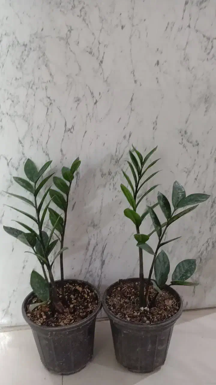 حراج زامفولیا|گل و گیاه طبیعی|سمنان, |دیوار