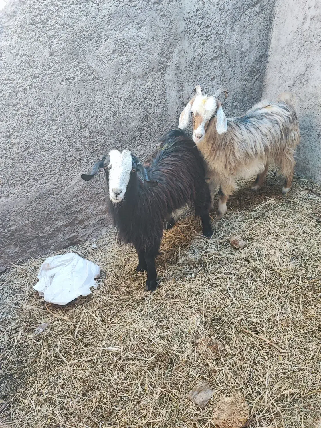 بز غاله جوان چاق|حیوانات مزرعه|ایواوغلی, |دیوار