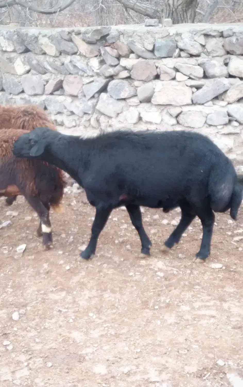 محمد|حیوانات مزرعه|میانه, |دیوار