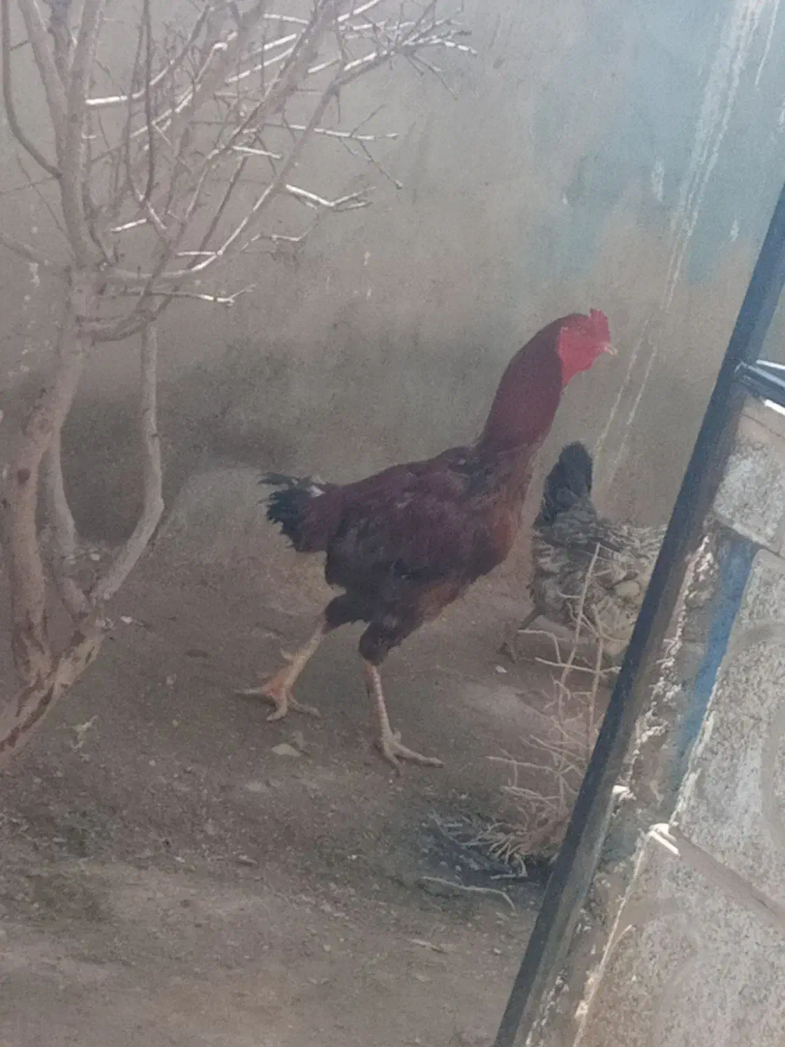 خروس|حیوانات مزرعه|تایباد, |دیوار