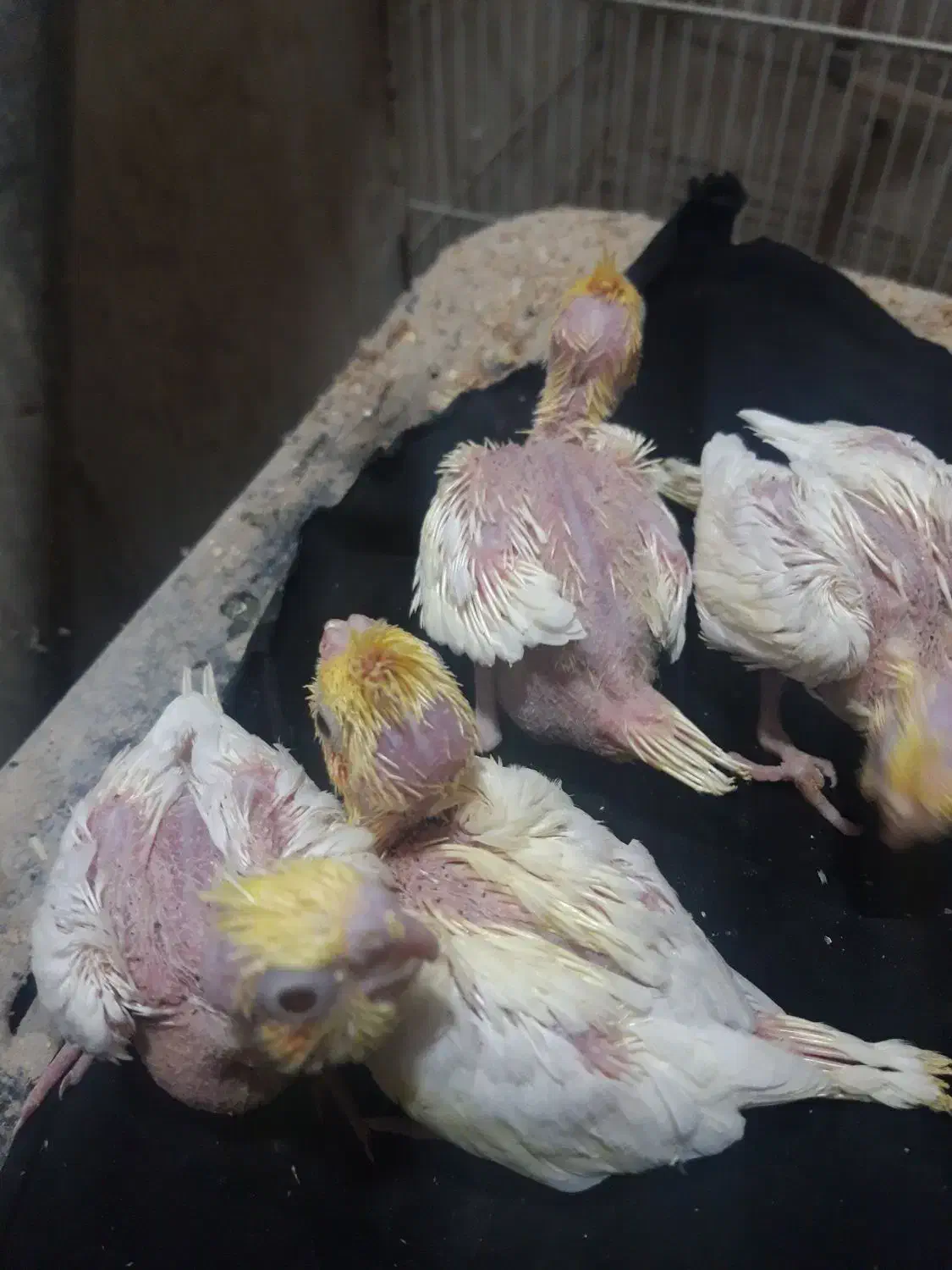 عروس هلندی سرلاکی|پرنده|رشتخوار, |دیوار