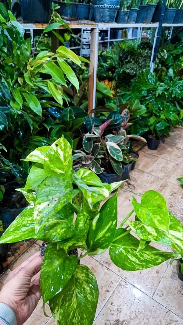 پتوس پرریشه ۶۵ت|گل و گیاه طبیعی|بیرجند, |دیوار