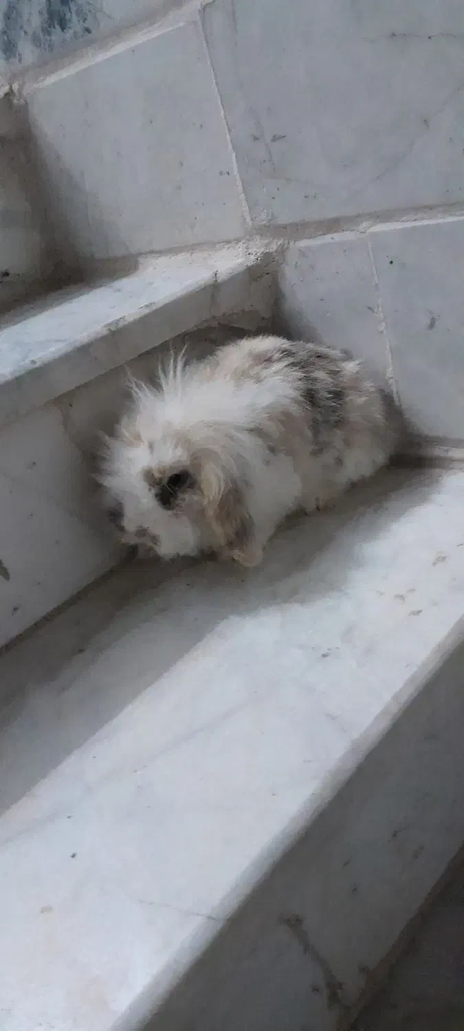 خرگوش لوپ نر بالغ|موش و خرگوش|سبزوار, پاسداران|دیوار