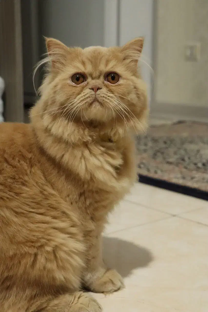 گربه پرشین فلت اصیل|گربه|اصفهان, بهارستان|دیوار