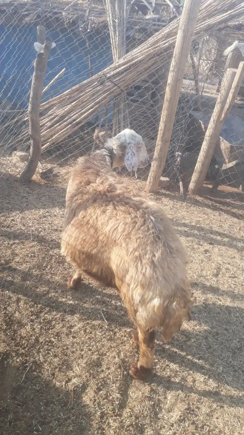 میش داشتی دوقلو زا|حیوانات مزرعه|دره شهر, |دیوار