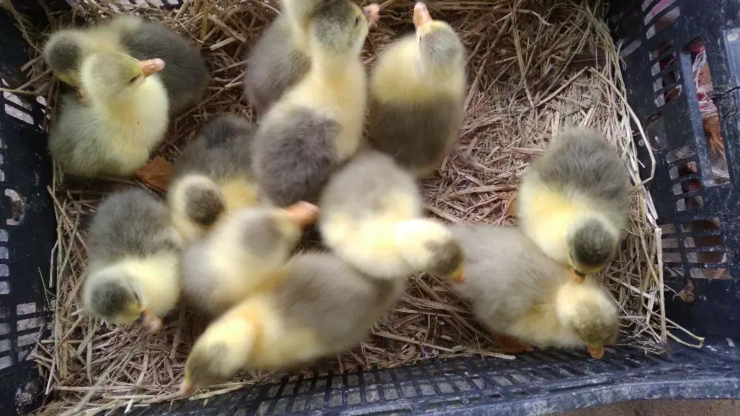 بچه غاز|حیوانات مزرعه|رشت, کوی حسینی|دیوار