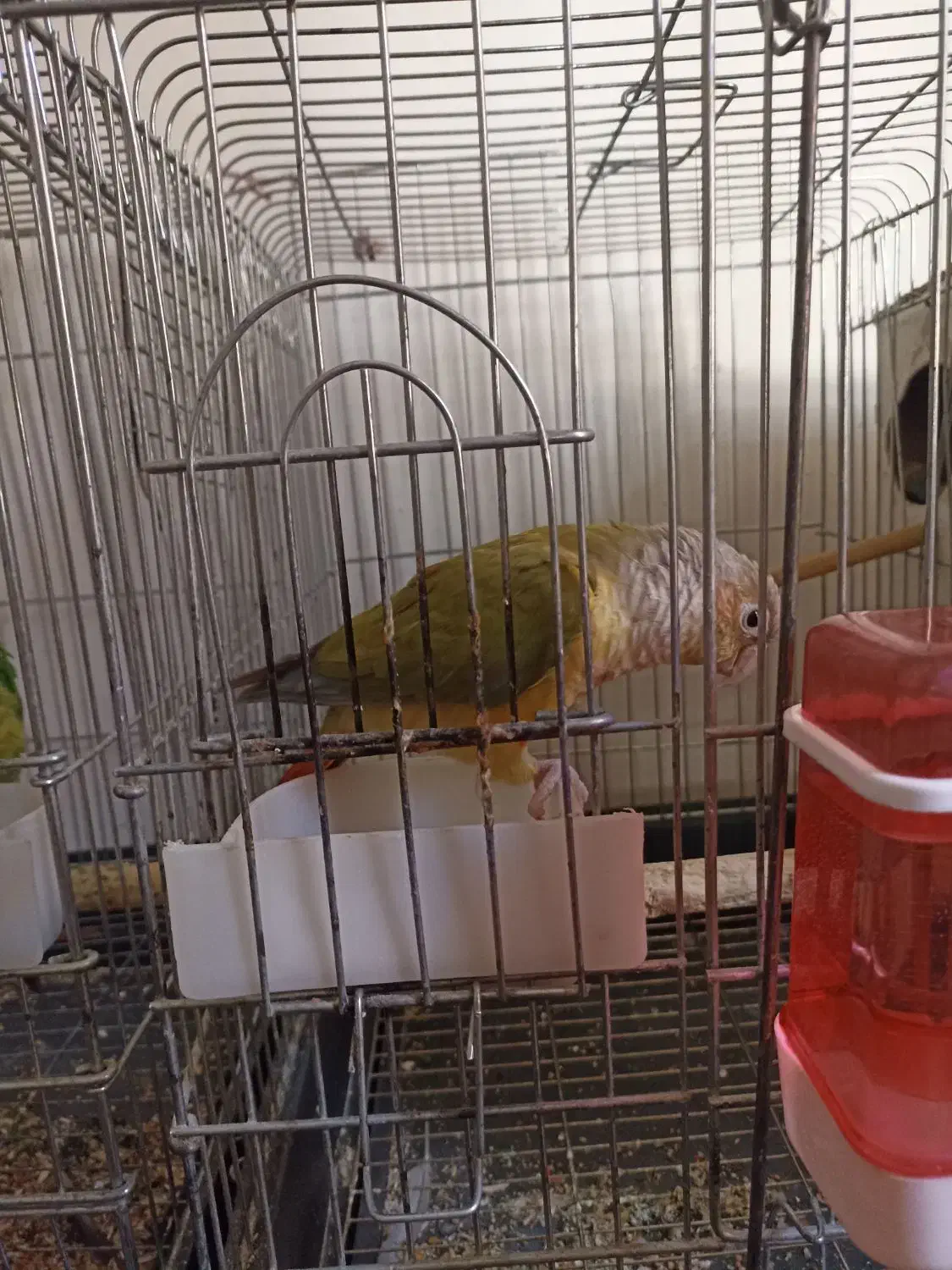 طوطی گرینچیک ماده|پرنده|فردیس, فرامرزیه|دیوار