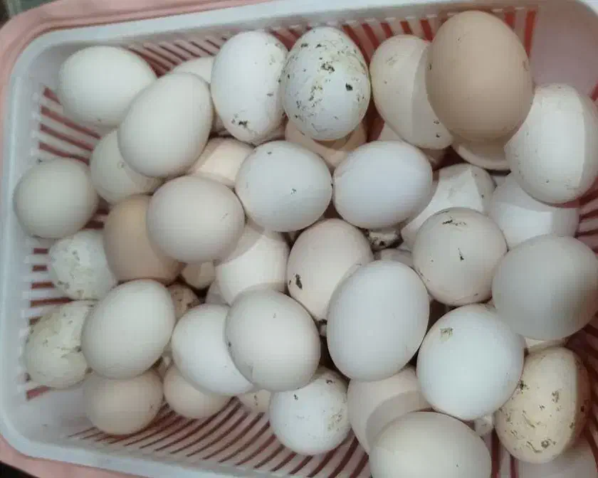 تخم مرغ محلی|خوردنی و آشامیدنی|بندر امام خمینی, |دیوار