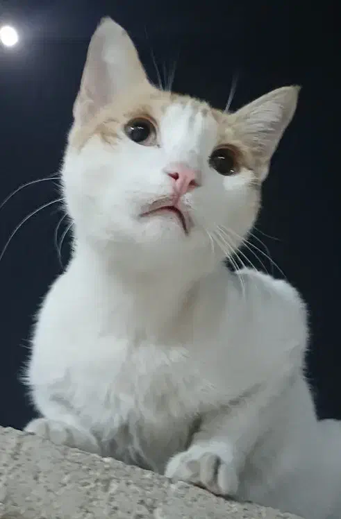 گربه گمشده|حیوانات|اهواز, پردیس|دیوار