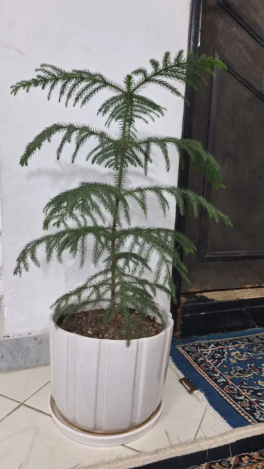 گل کاج|گل و گیاه طبیعی|محمدشهر, ولدآباد|دیوار