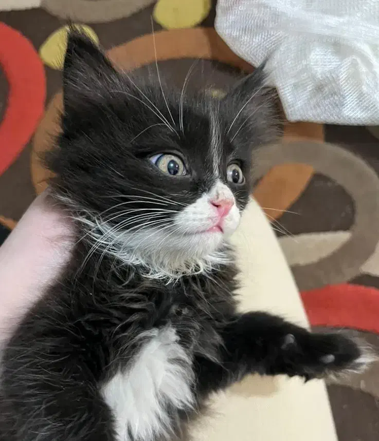 واگذاری گربه|گربه|قزوین, |دیوار