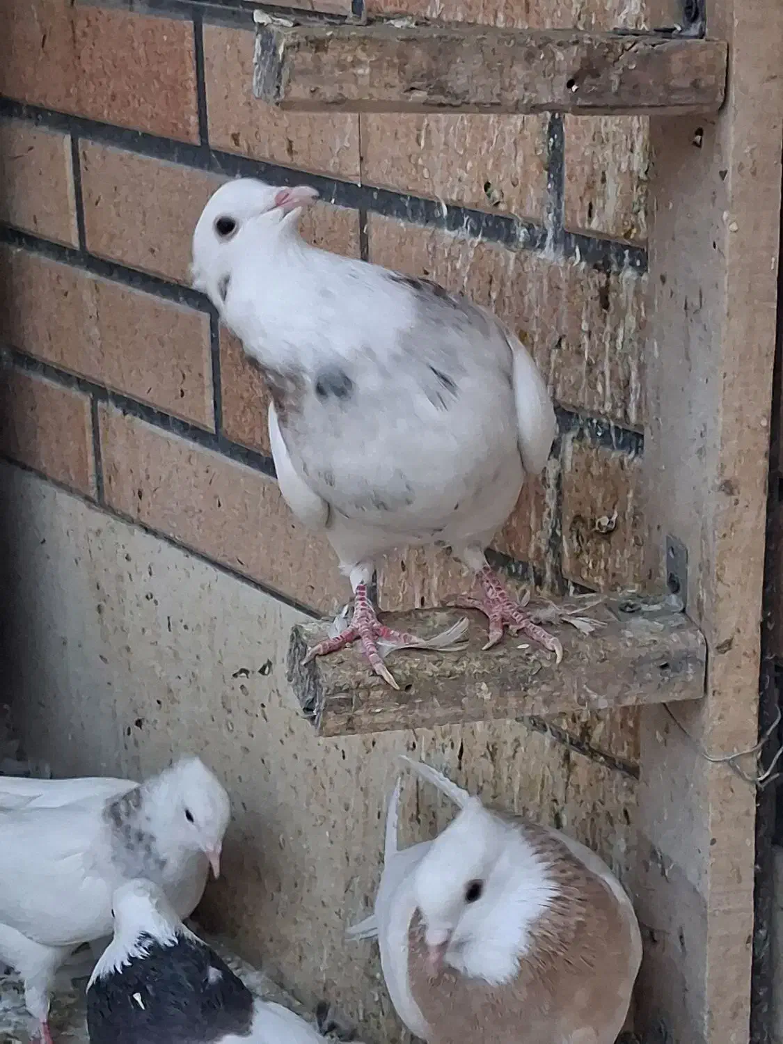 طوقی نر|پرنده|نجف‌آباد, امیرآباد|دیوار