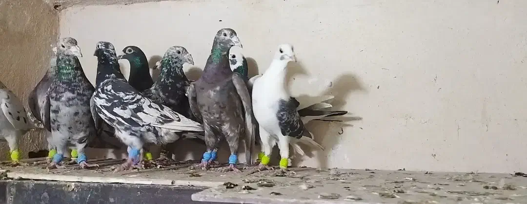 کفتر یا کبوتر پلاکی|پرنده|شیراز, رکنآباد|دیوار