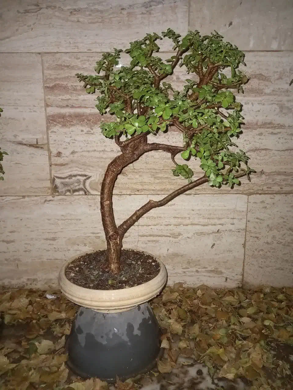 گیاه طبیعی بنسای|گل و گیاه طبیعی|تهران, تهرانسر شرقی|دیوار