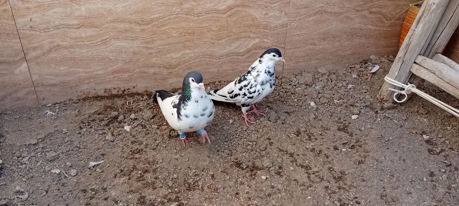 کبوتر چپ افشون وسینه سرخ جفتگاه|پرنده|مشهد, امیرآباد|دیوار