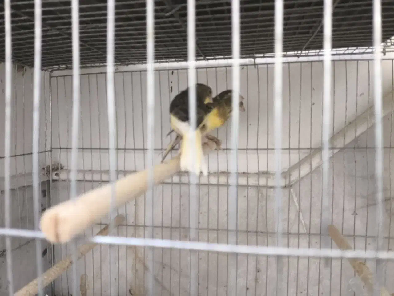 قناری مفت عالی خوش ذات|پرنده|یزد, |دیوار