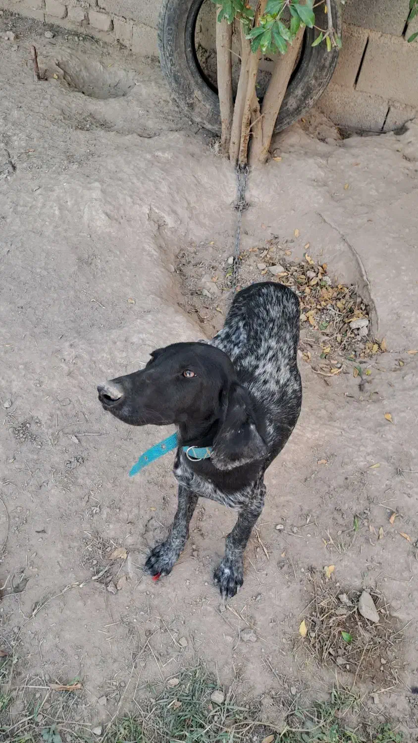 آلمانی اصل|سگ|فراغی, |دیوار