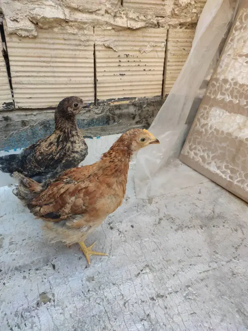 جوجه محلی|حیوانات مزرعه|صباشهر, |دیوار