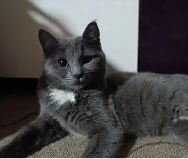 واگذاری گربه|گربه|شیراز, انجیره|دیوار